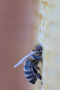 Close-up of a honeybee on a vibrant honeycomb structure.