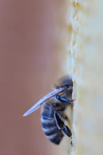Close-up macro shot of a melipona bee delicately perched on a golden honeycomb cell.