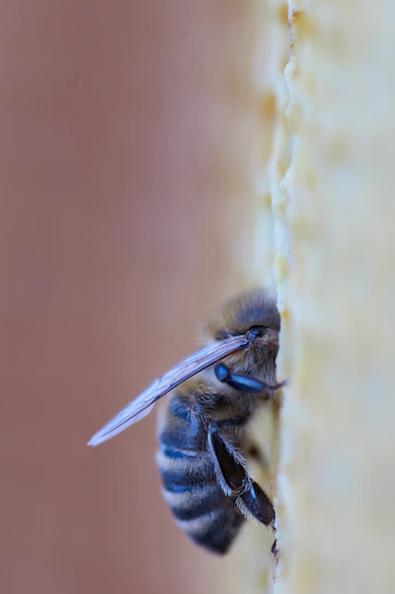 Close-up macro shot of a melipona bee delicately perched on a golden honeycomb cell.
