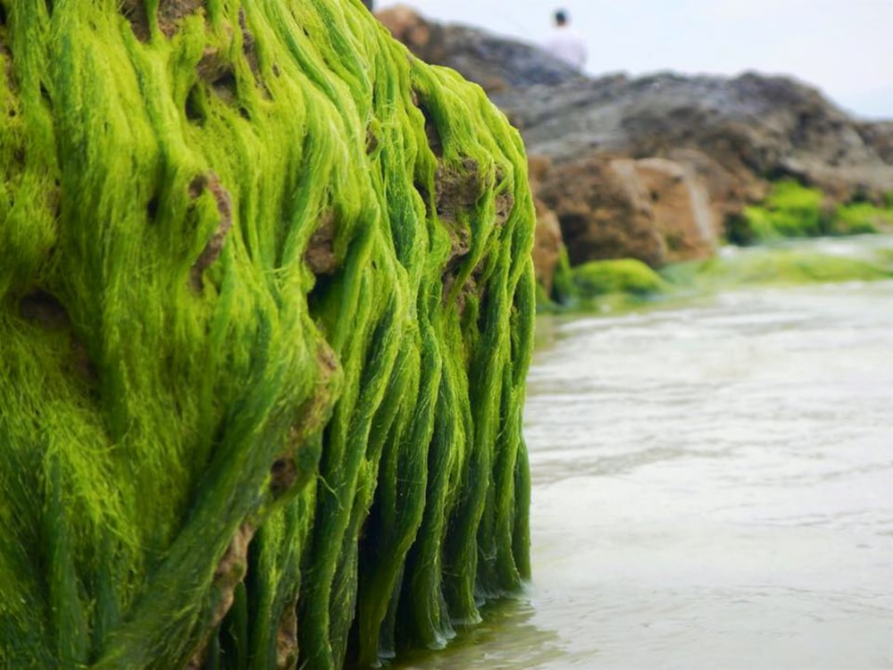 Культура водорослей. Термофильные водоросли. Аэрофитные водоросли. Водоросль Spirulina Major. Сине зеленый водоросли на Камчатке.