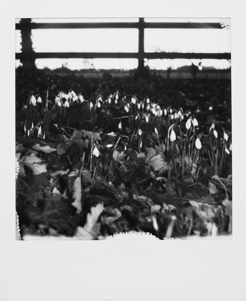 grayscale photo of flower field