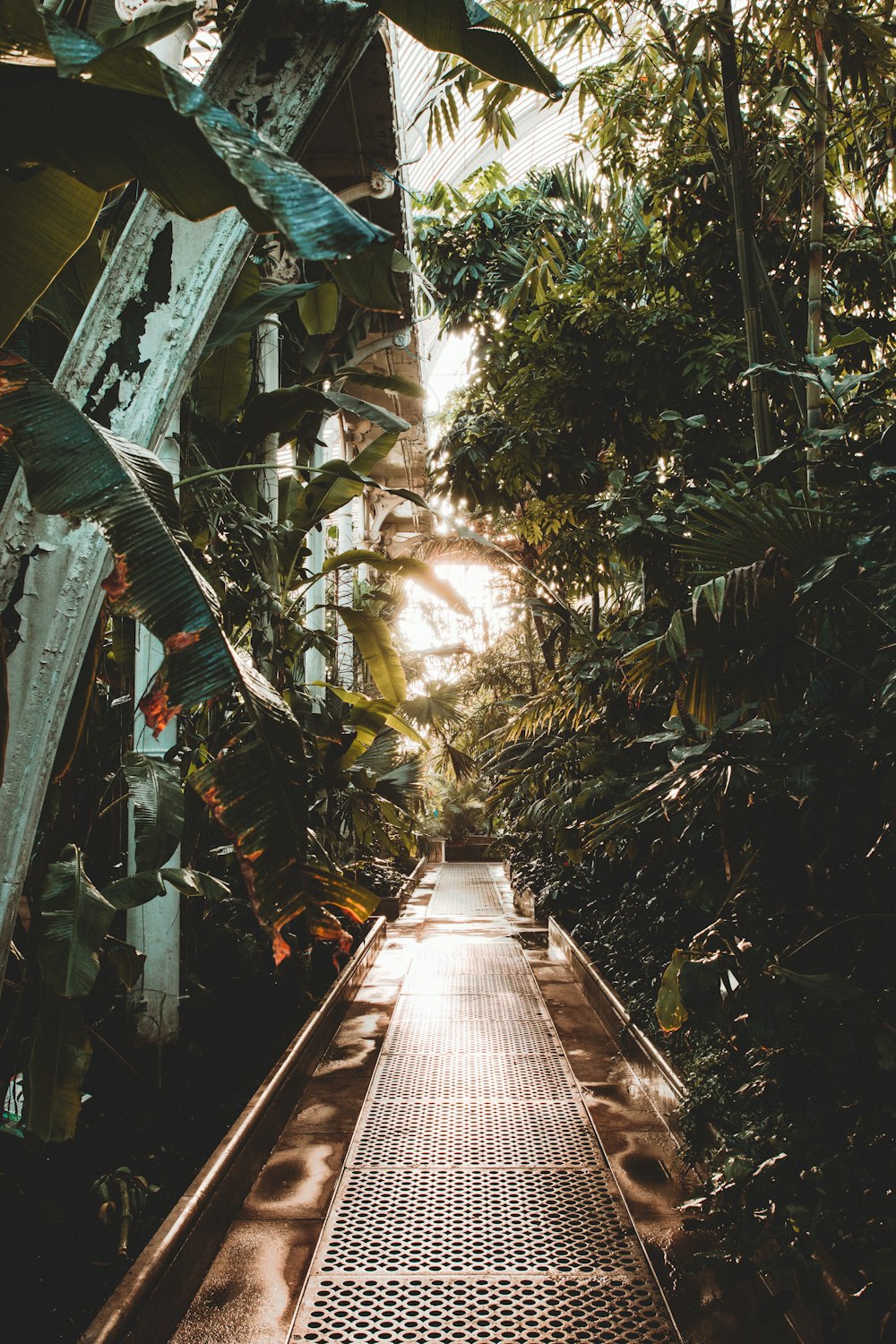 Passage entre les plantes vertes