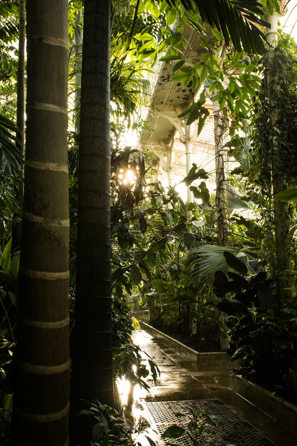 green-leafed trees during daytime