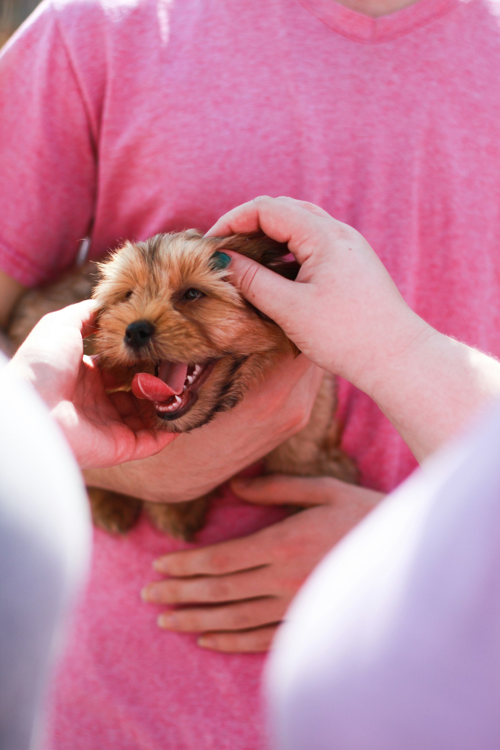 Canon EOS 600D (Rebel EOS T3i / EOS Kiss X5) + Canon EF 50mm F1.4 USM sample photo. Person petting tan dog photography