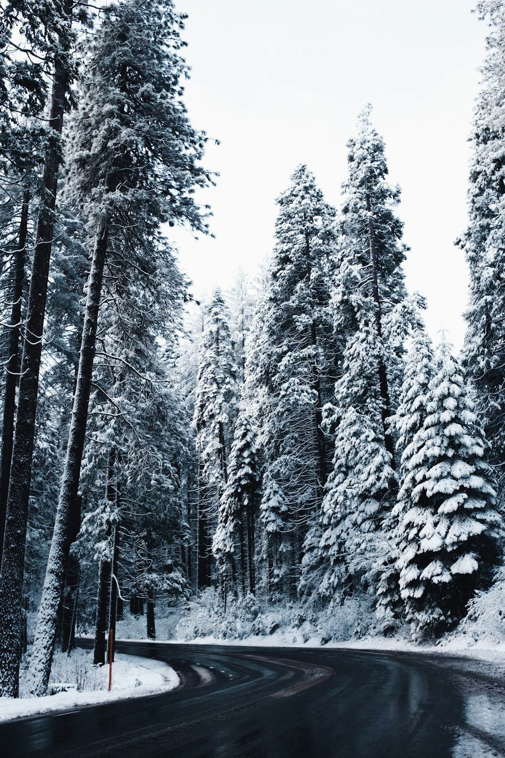 snow covered trees under white sky