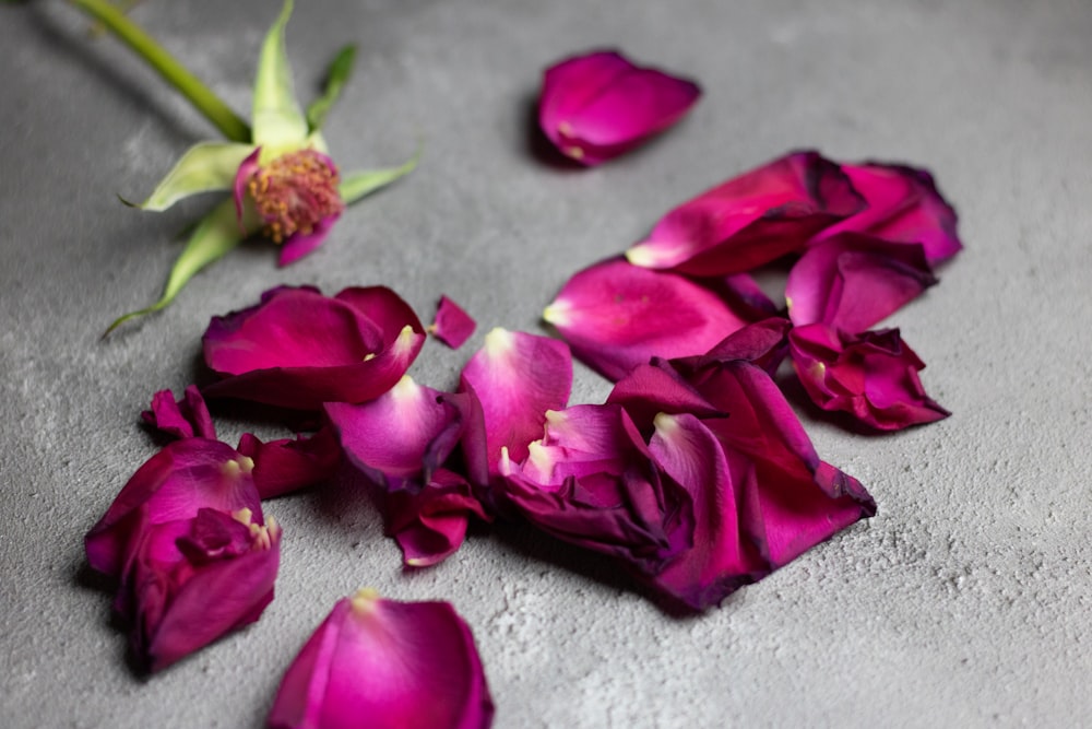 pink petal flower on floor