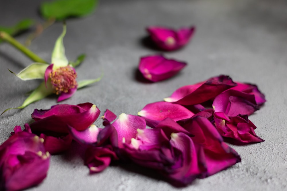 purple rose petals