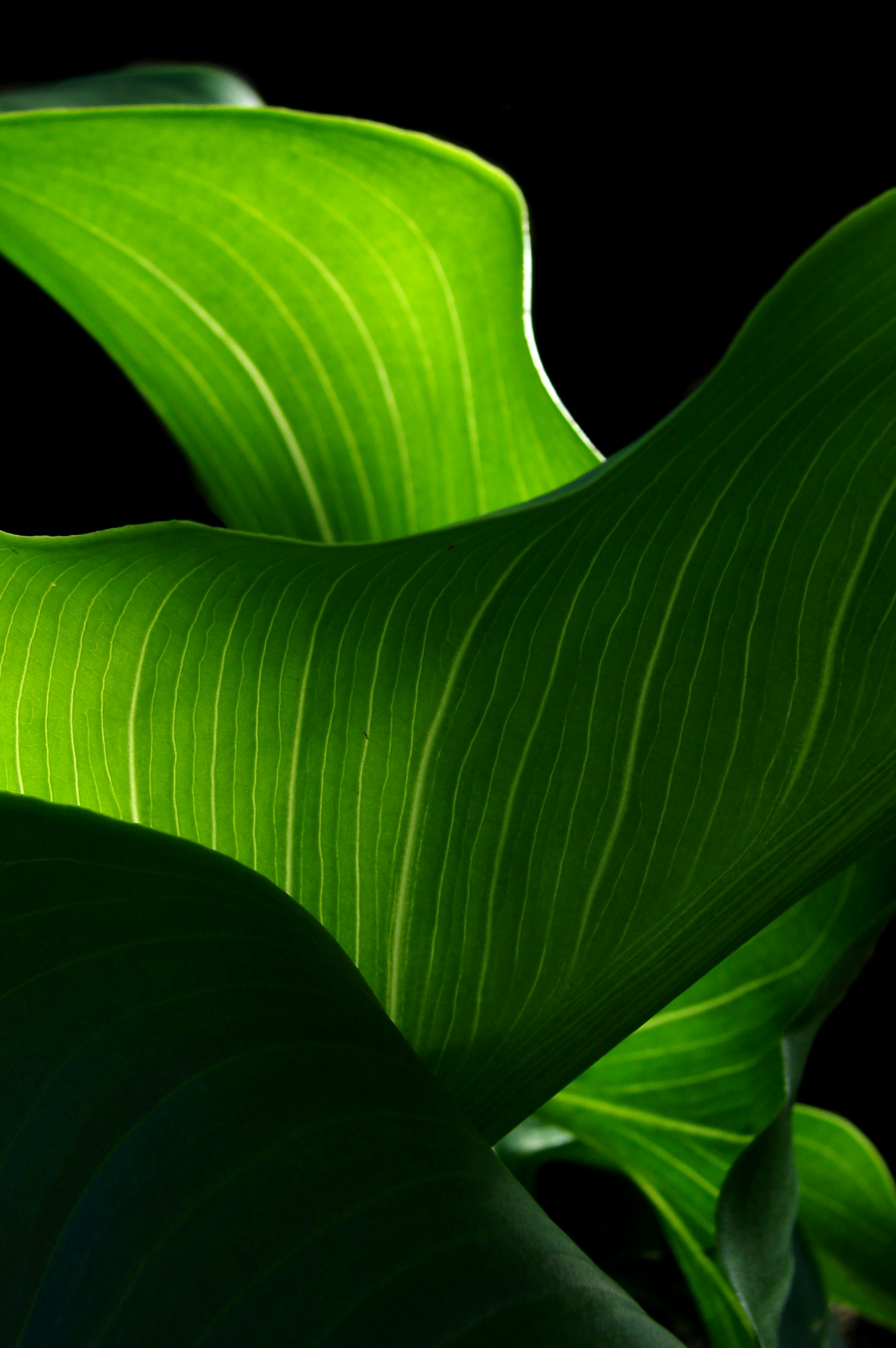 Sony DSC-H2 sample photo. Green leaf photography