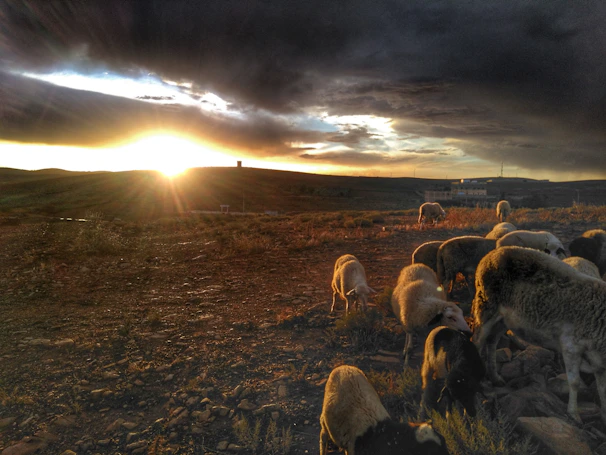 Panoramic view of the Patagonian steppe with gauchos herding sheep at sunset