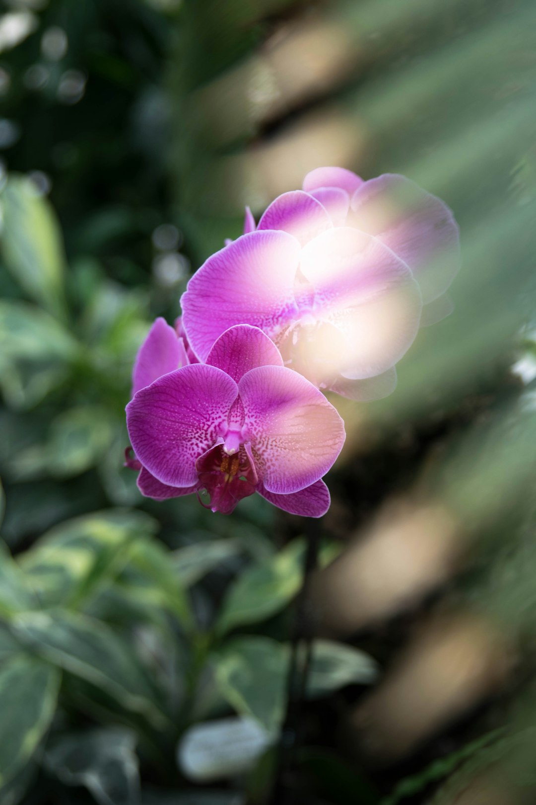 pink moth orchid