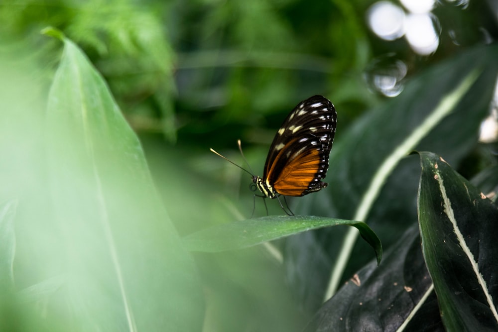 Photographie sélective de papillon noir et brun perché sur une plante à feuilles vertes