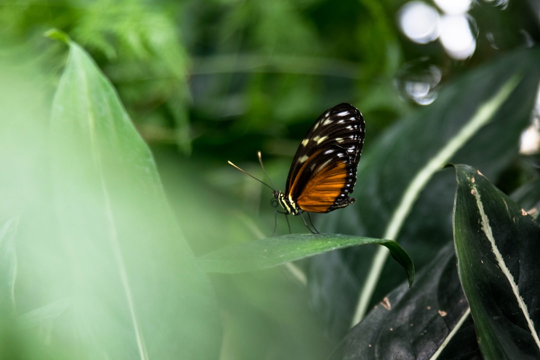 selective focus photography of black-and-brown butterfly perched on green-leafed plant