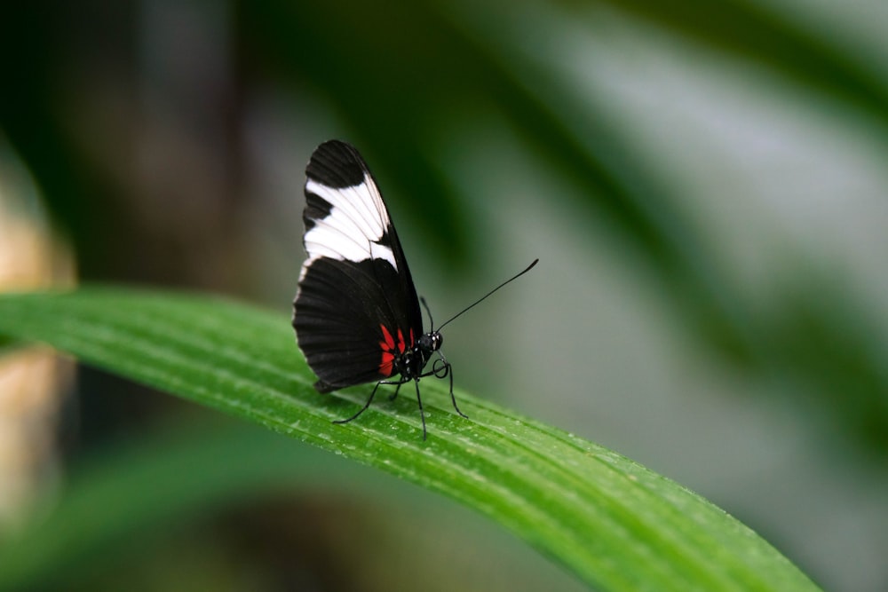selective color photography of white and black butterfly porches on green sword leaf