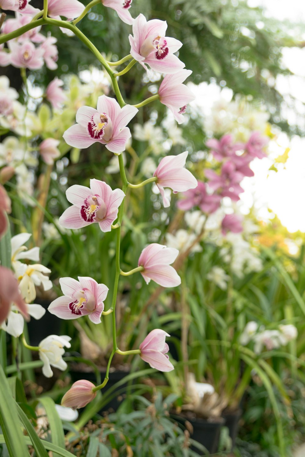 pink-petaled flowers