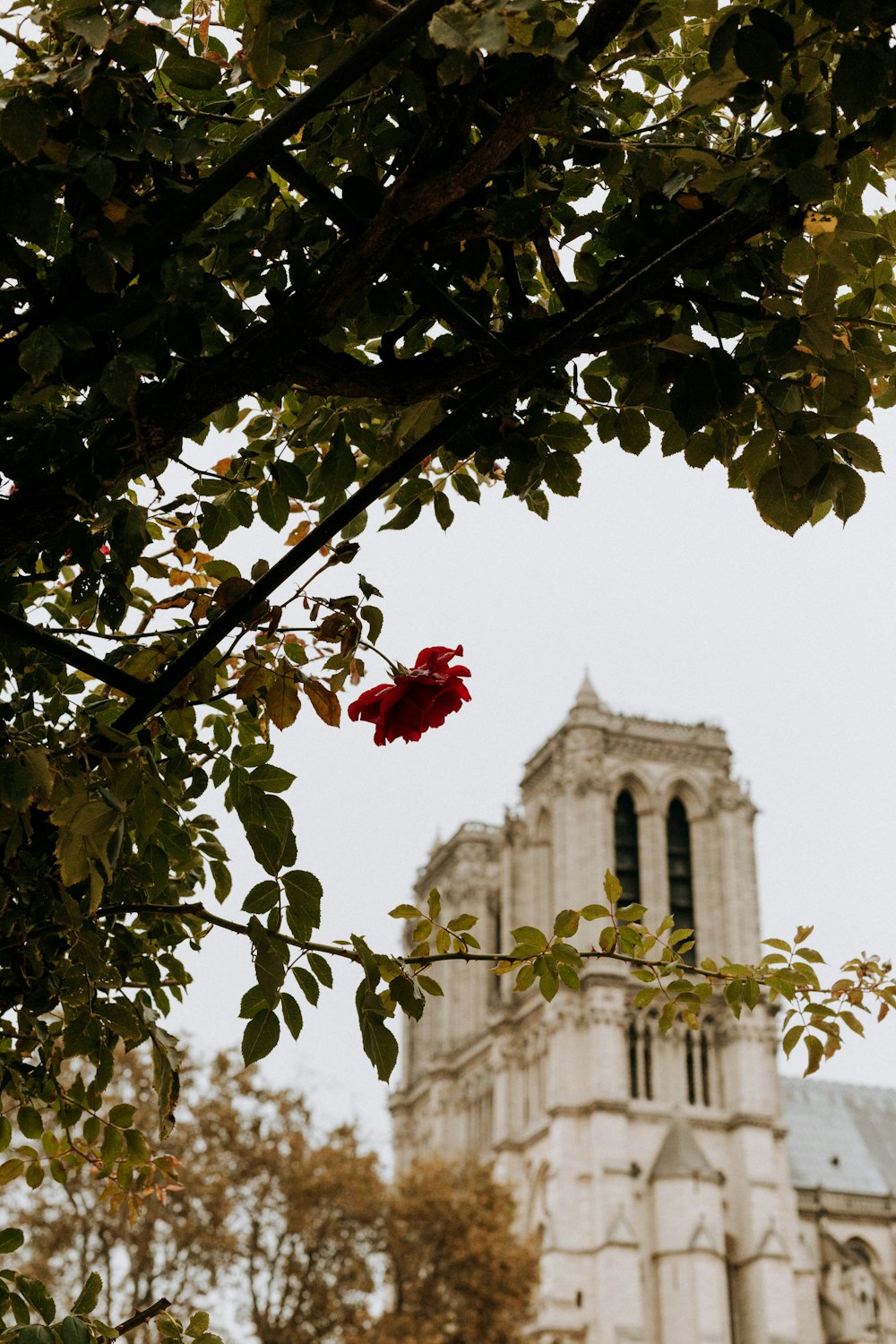 red petaled flower near white building during daytime