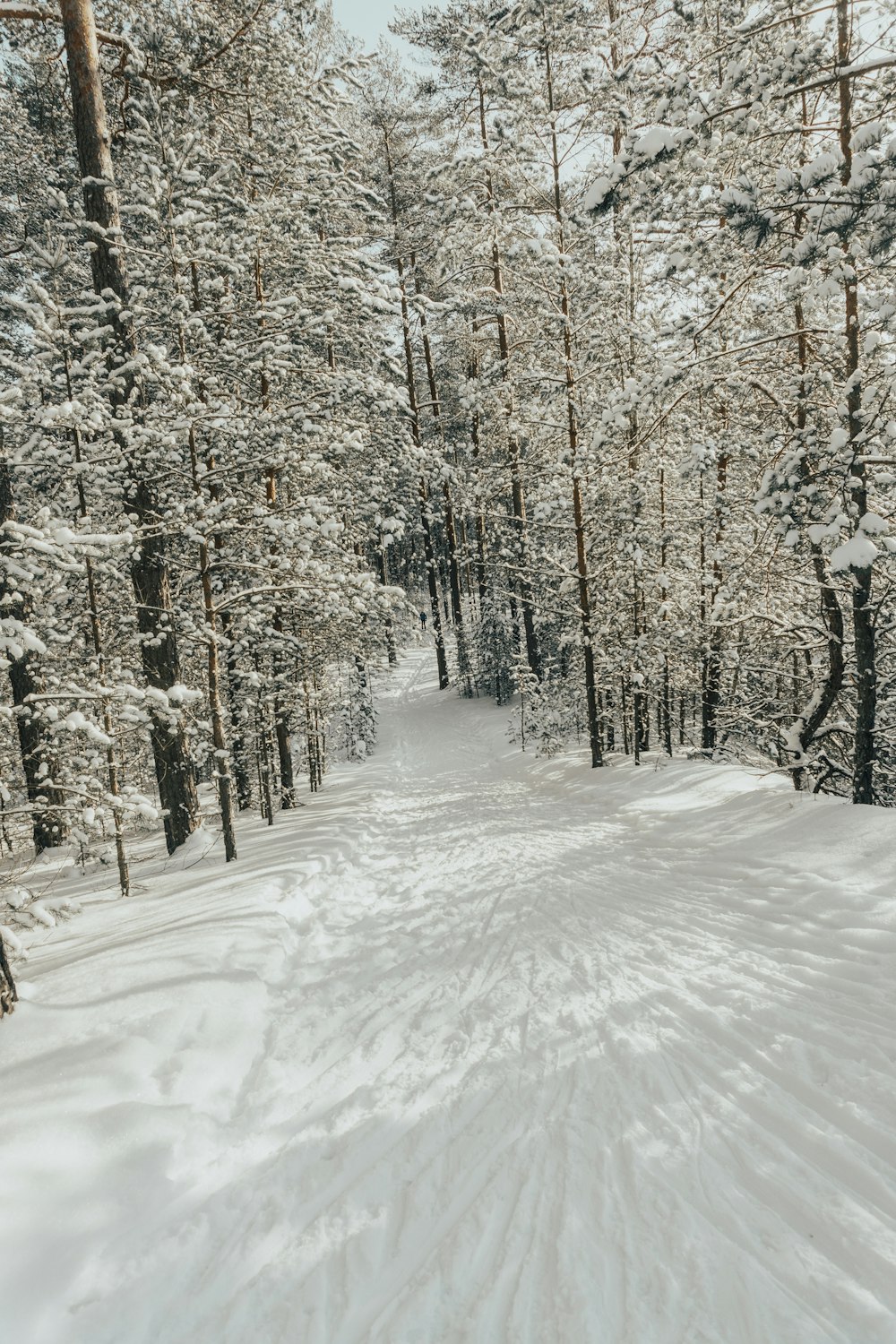 snow covered field and trees during daytime