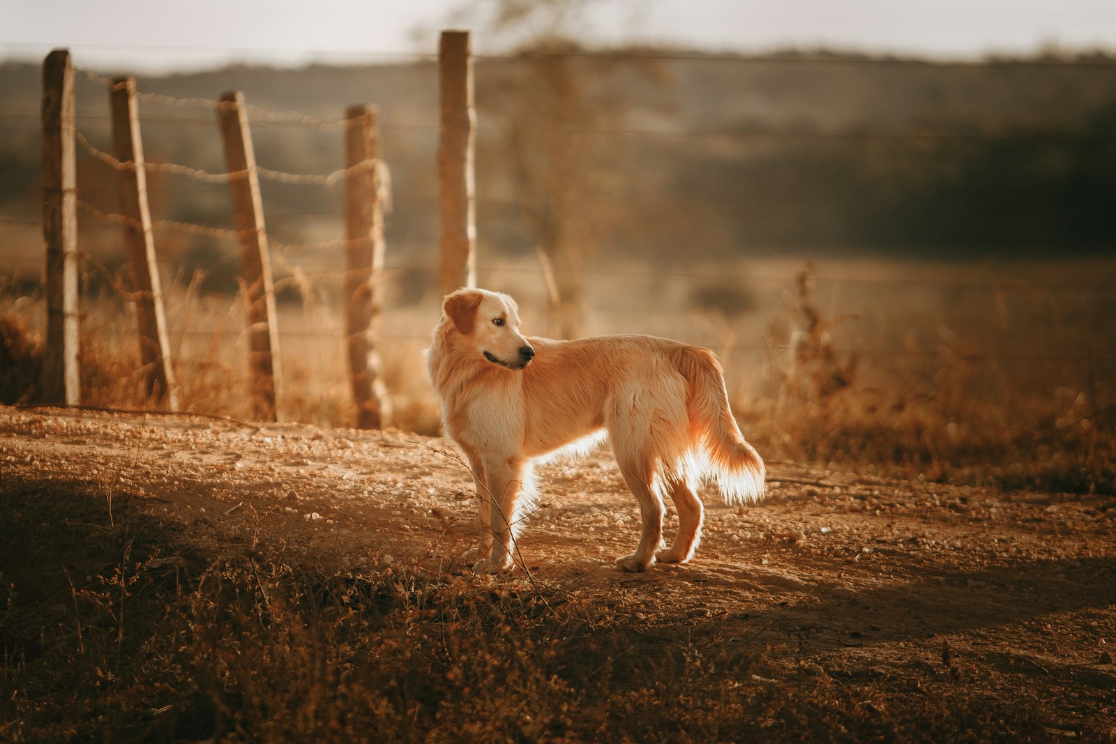 Canon EOS 6D + Canon EF 70-200mm F2.8L USM sample photo. Brown dog standing near photography