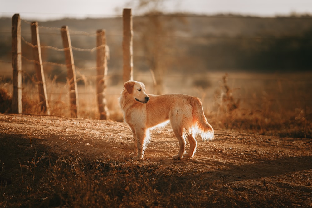 brown dog standing near fence