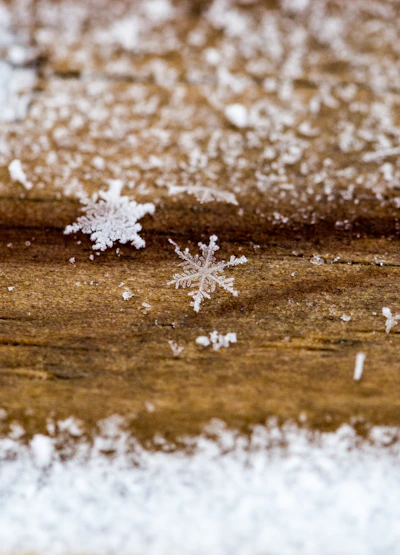 A close-up of delicate snowflakes resting on a pine branch, sparkling in the soft morning light.