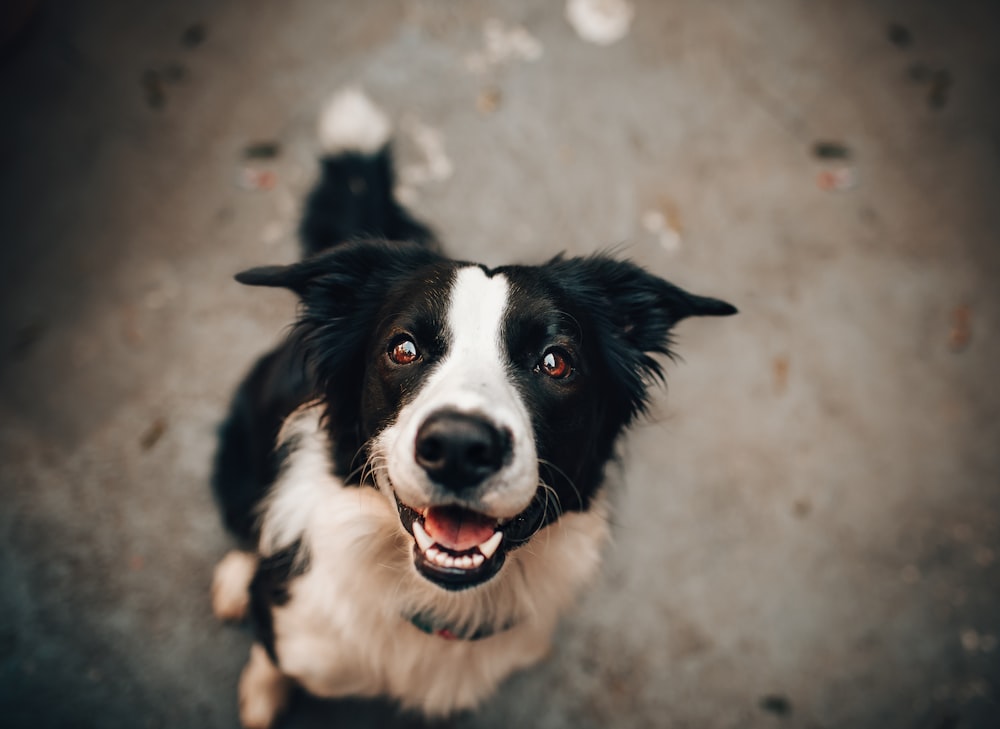 close-up photography of standing black and white short-coated dog