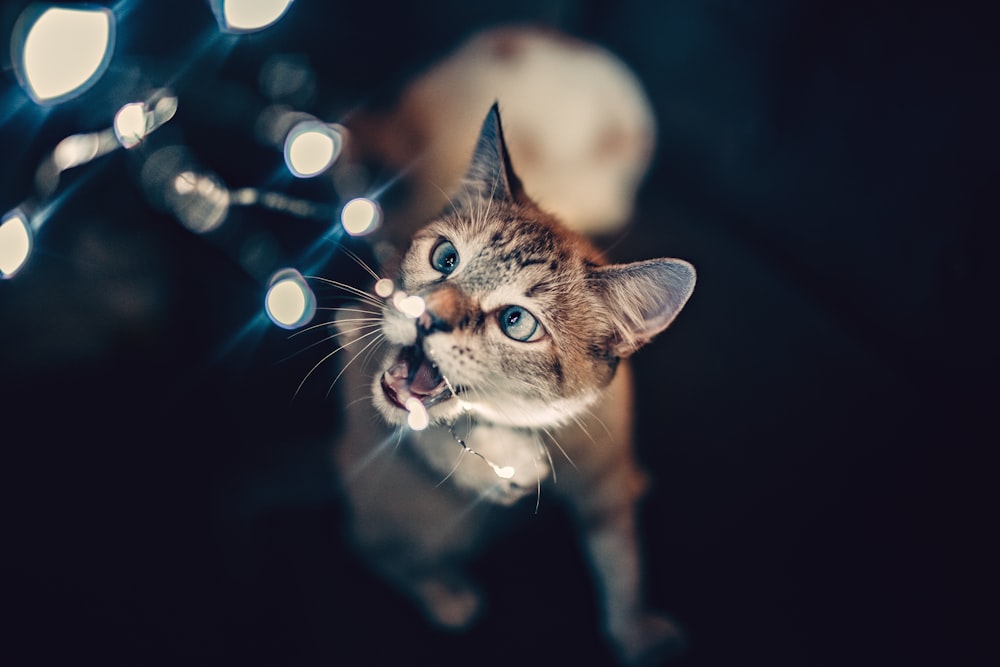 selective focus photo of tabby kitten