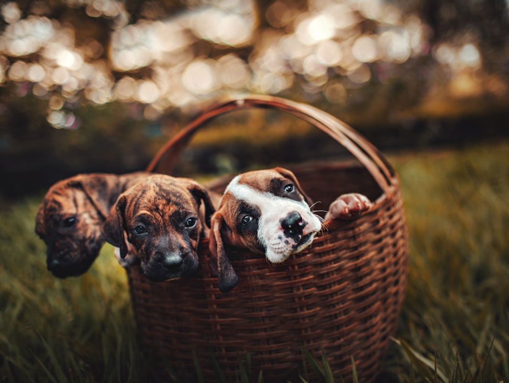 three puppies inside brown wicker basket
