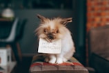 A fluffy brown and white rabbit is sitting on a colorful padded stool, holding a piece of paper in its mouth. The paper has the handwritten message 'pare de procrastinar' in elegant script. The background is blurred, featuring elements like a chair and a brick wall, suggesting an indoor setting.