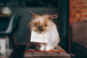 A fluffy brown and white rabbit is sitting on a colorful padded stool, holding a piece of paper in its mouth. The paper has the handwritten message 'pare de procrastinar' in elegant script. The background is blurred, featuring elements like a chair and a brick wall, suggesting an indoor setting.