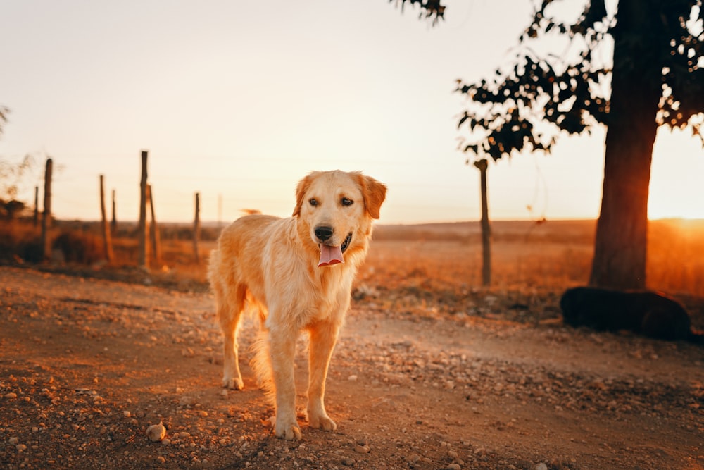 yellow labrador retriever standing on brown soil during sunset