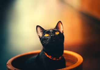 A black cat with striking yellow eyes gazes upwards while sitting inside a ceramic pot. The background is softly blurred, with warm tones that highlight the cat's sleek fur and vibrant eyes.