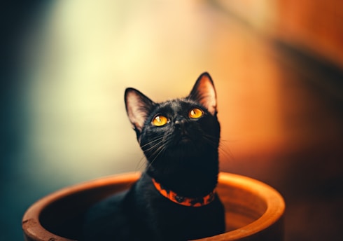 A black cat with striking yellow eyes gazes upwards while sitting inside a ceramic pot. The background is softly blurred, with warm tones that highlight the cat's sleek fur and vibrant eyes.