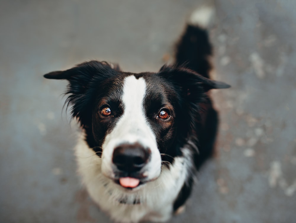 shallow focus photo of long-coated white and black dog