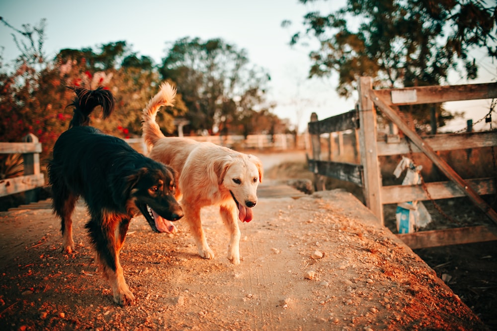 yellow labrador retriever and black short coat dog walking on brown soil