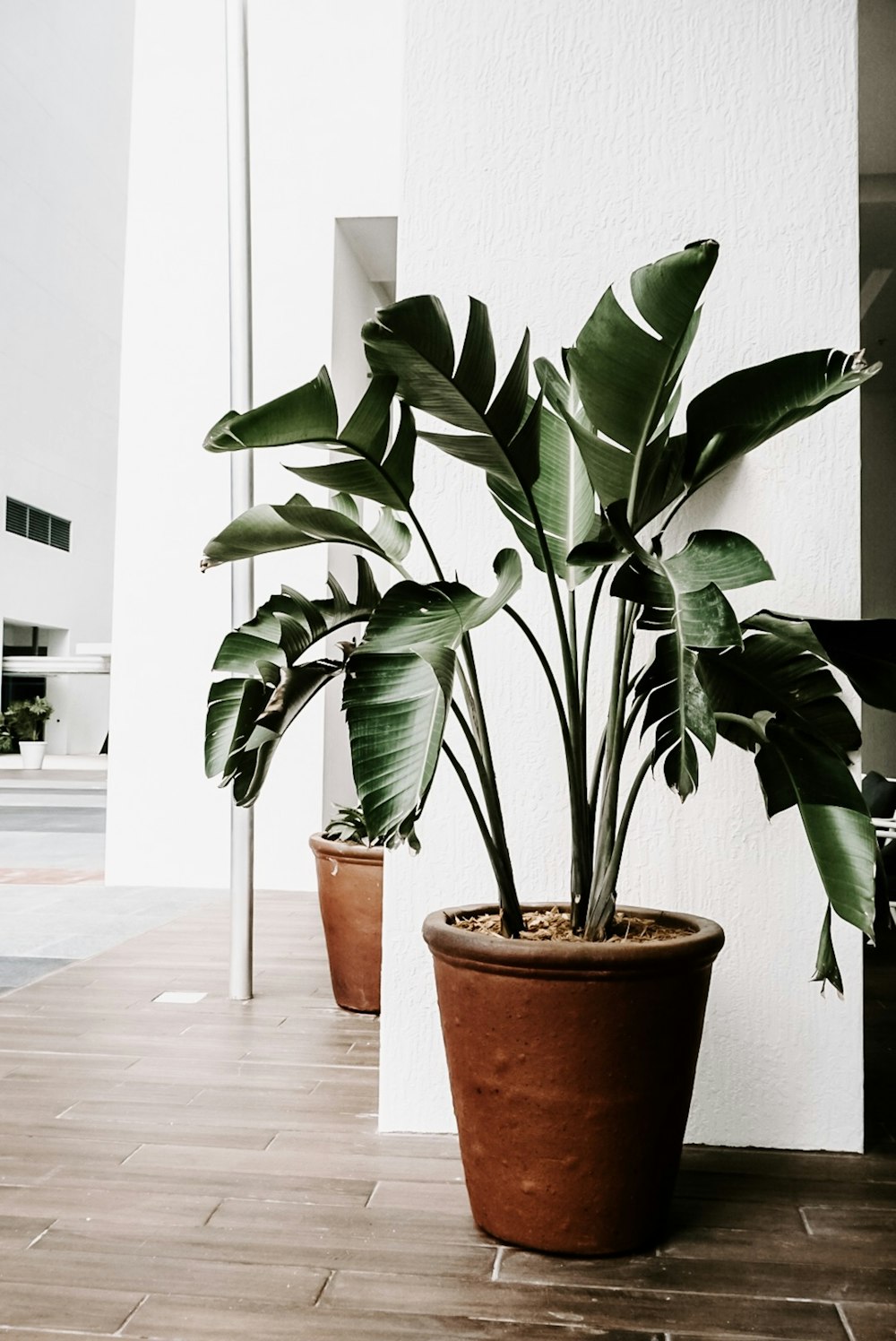 Planta de hojas verdes en maceta dentro de la habitación