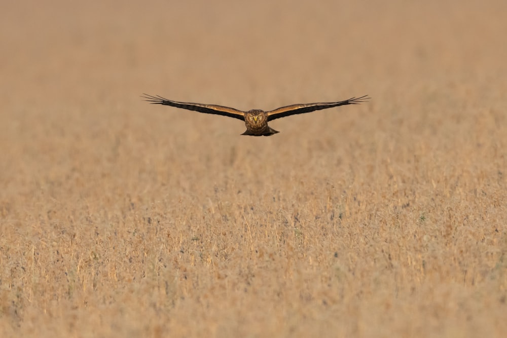 brown and black bird