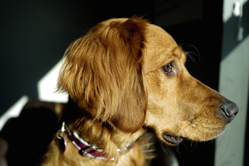 close-up photography of adult golden retriever