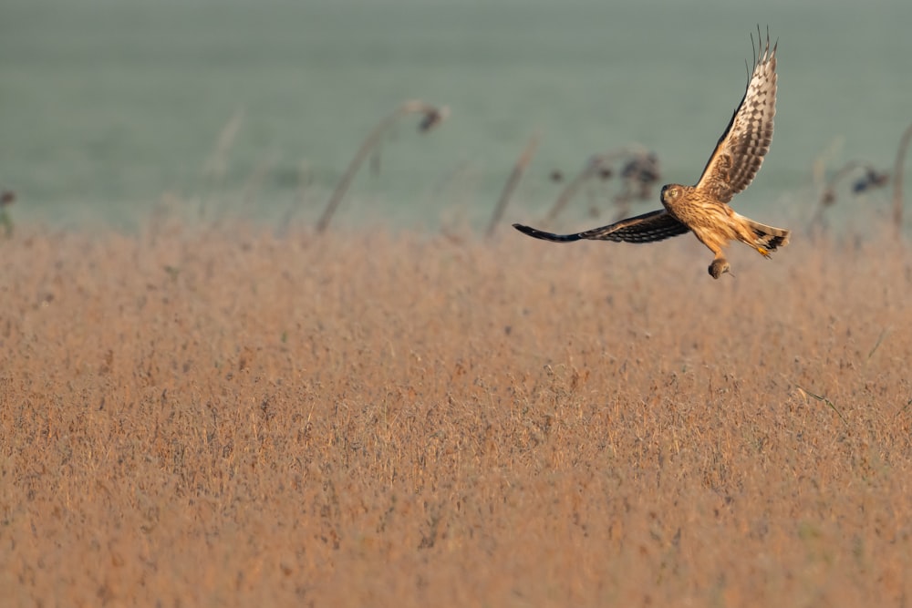 hawk flying above brown grass