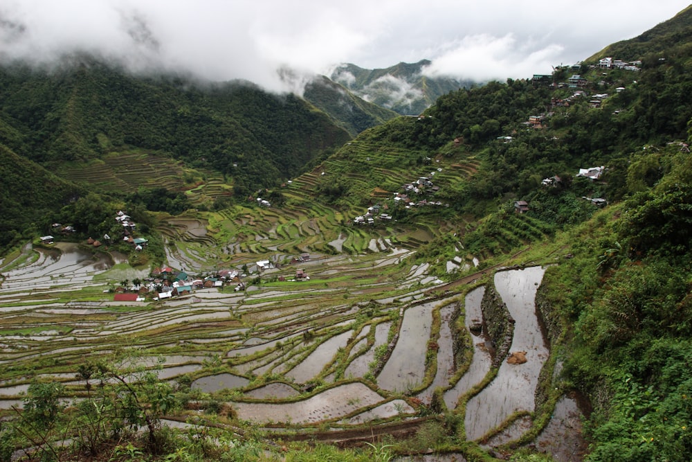 rice terraces view during day