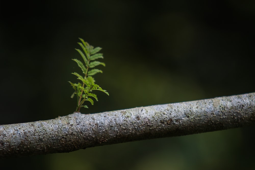 Macrophotographie de plantes vertes