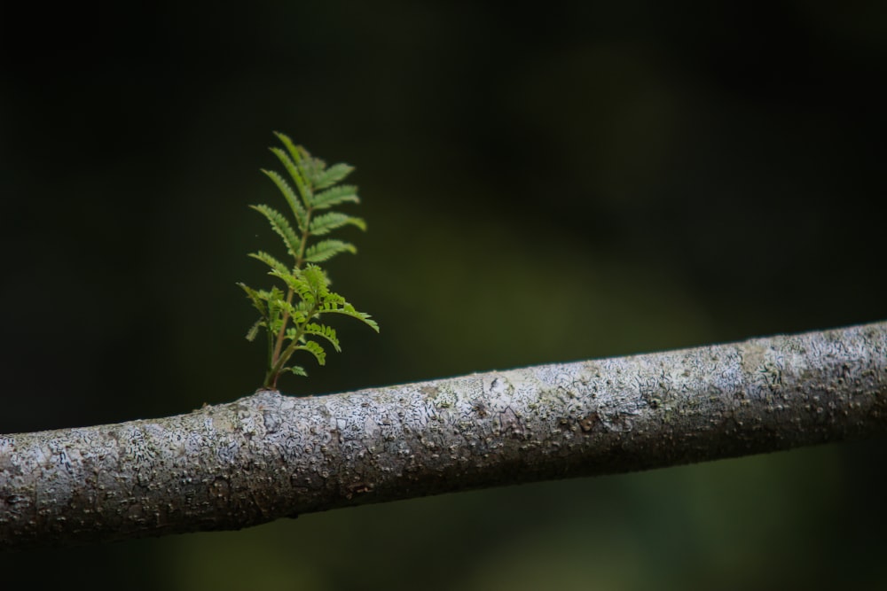 緑の植物のマクロ撮影