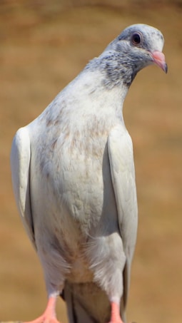 A close-up of a light-colored pigeon, showcasing its intricate feather patterns and textures. The pigeon has a light pink beak and is captured against a blurred, brownish background.
