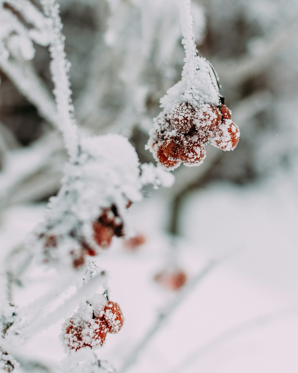 berries covered by snow