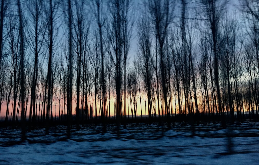 silhouette photography of trees