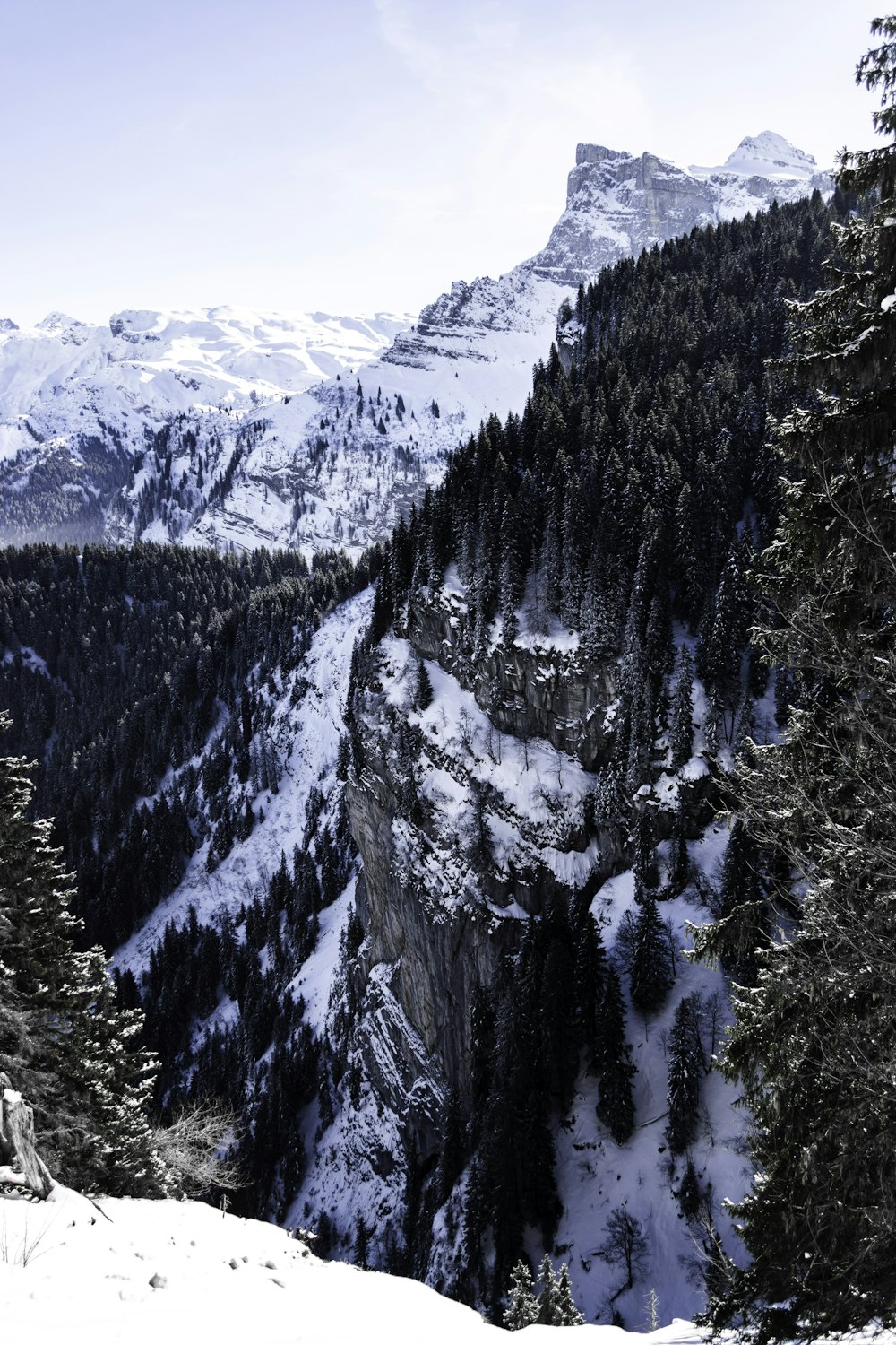 trees near snow covered mountains