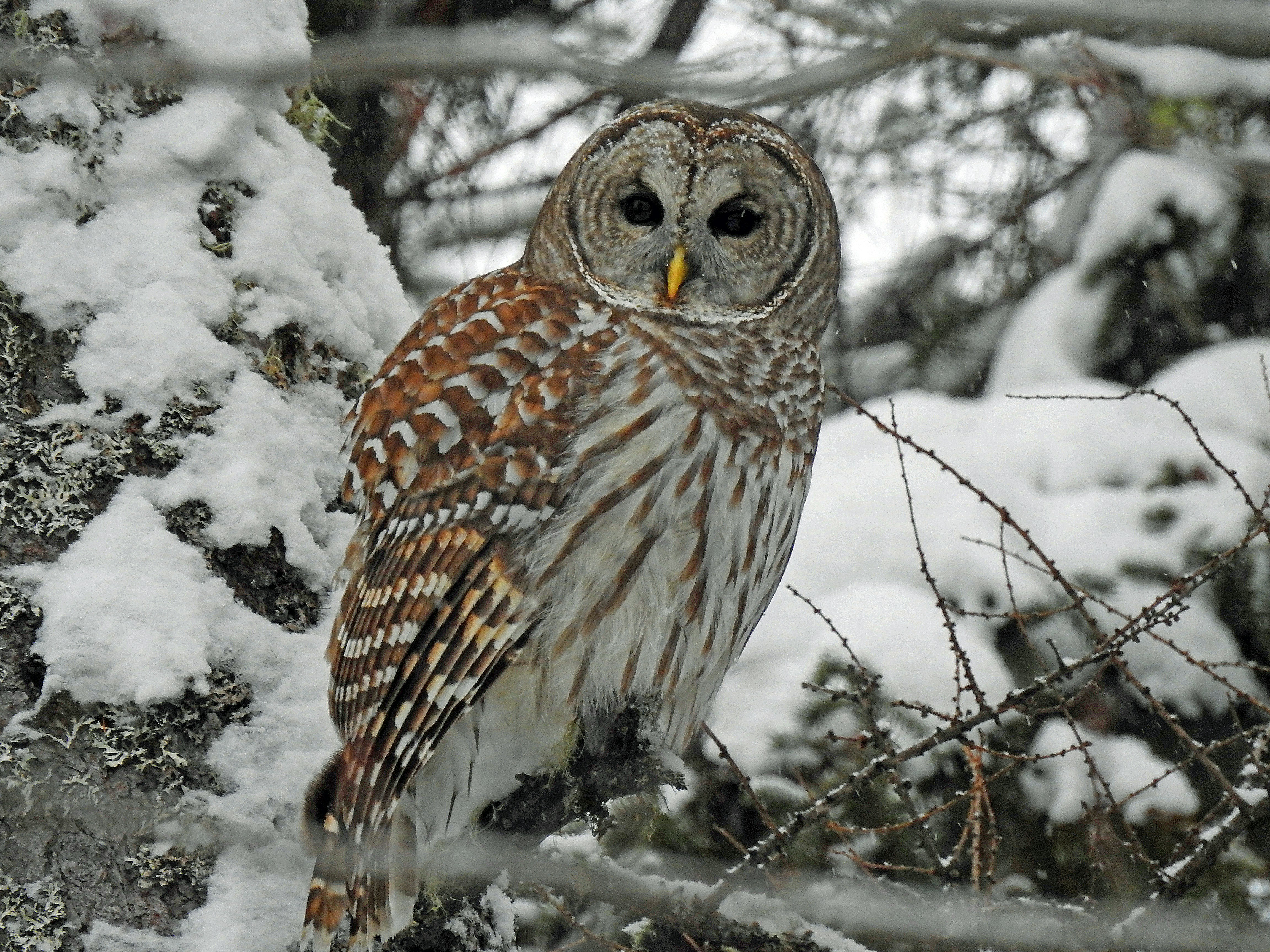 brown owl perching on tree