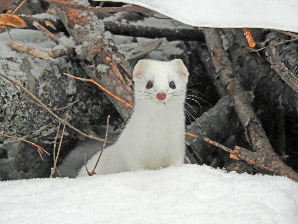 animal blanc