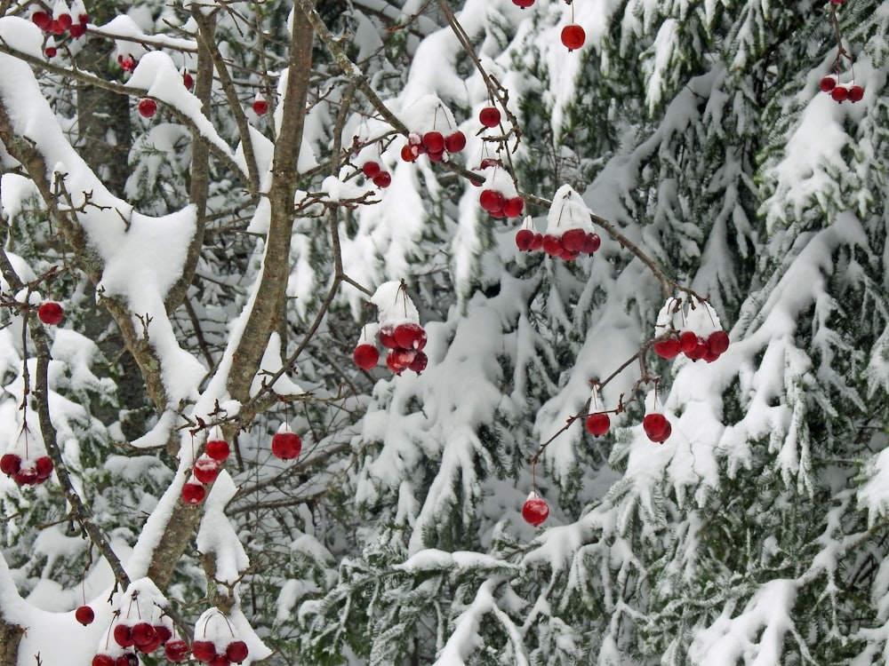 red cherry fruit