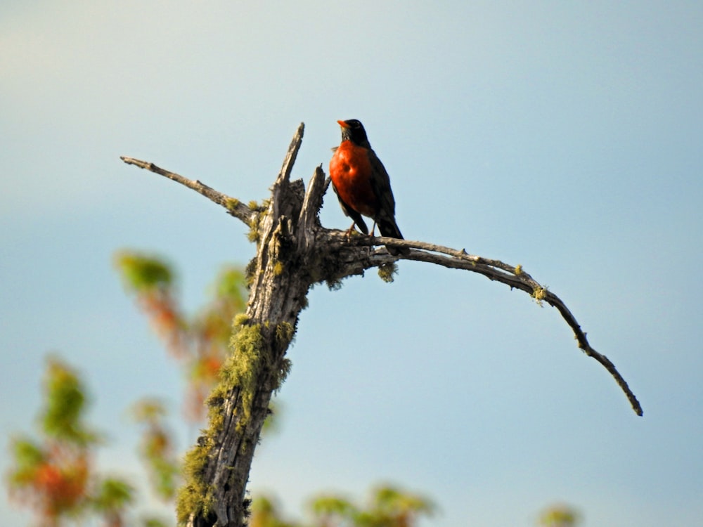 brown and black bird standing on bare tree