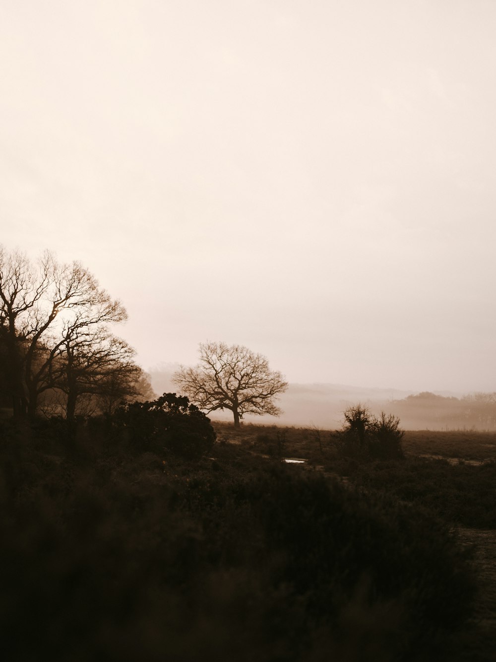 arbre à feuilles brunes