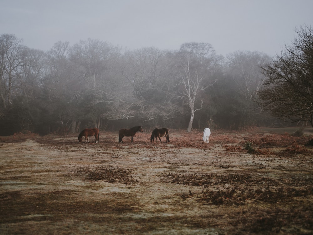 three black horses near trees